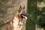 MALINOIS 1120